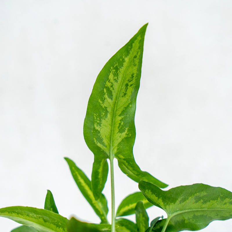 Syngonium White Ribbon