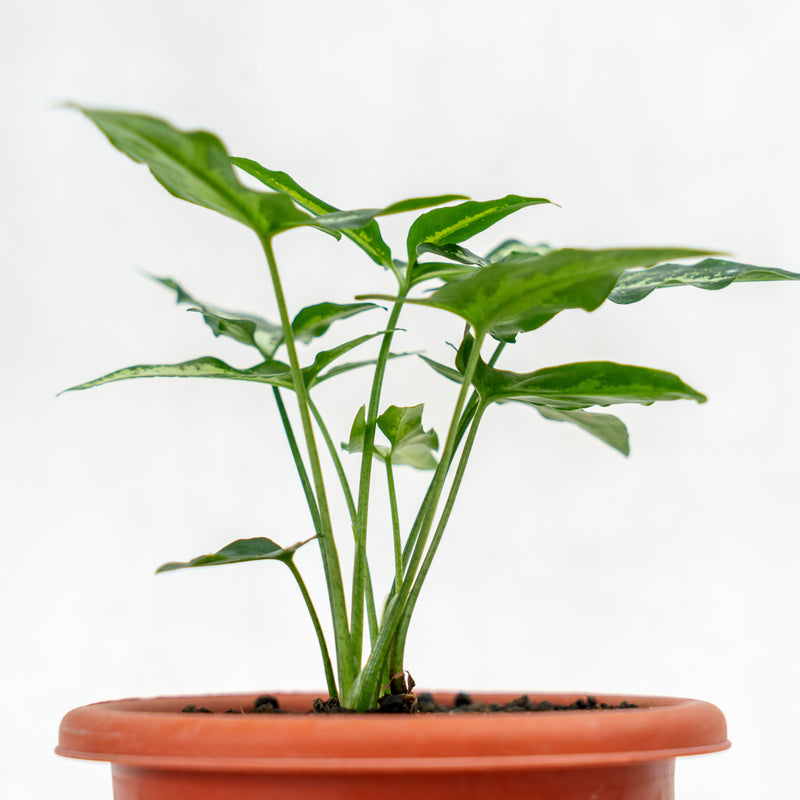 Syngonium White Ribbon