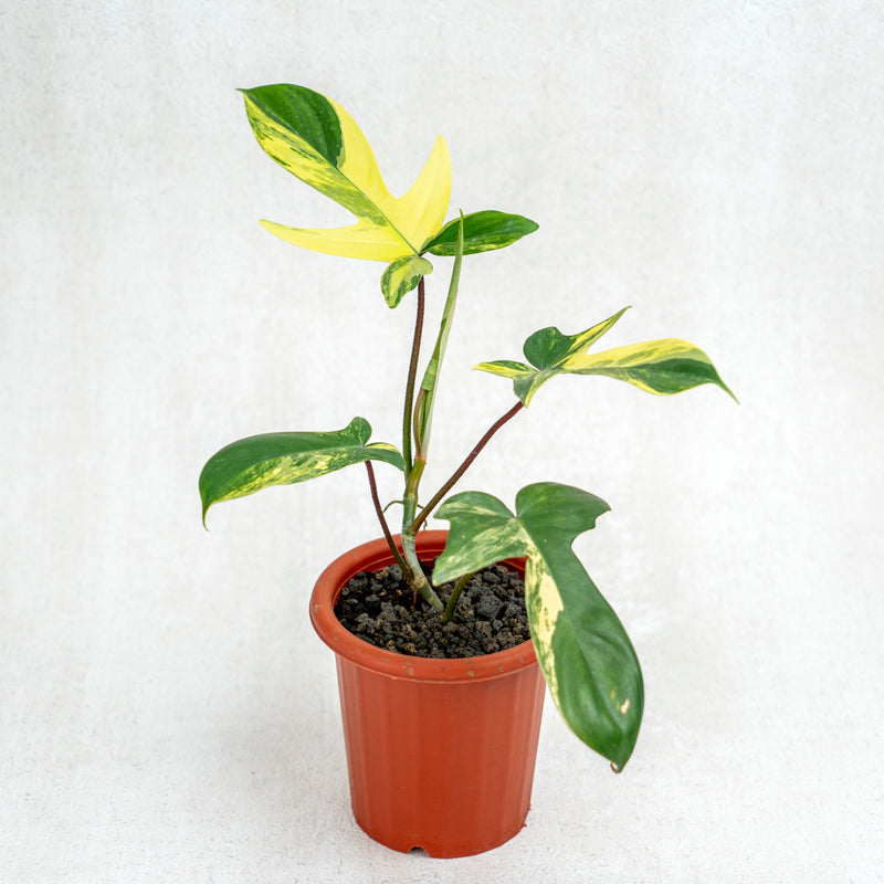 Philodendron Florida Beauty