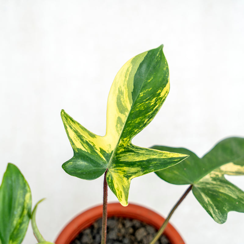 Philodendron Florida Beauty