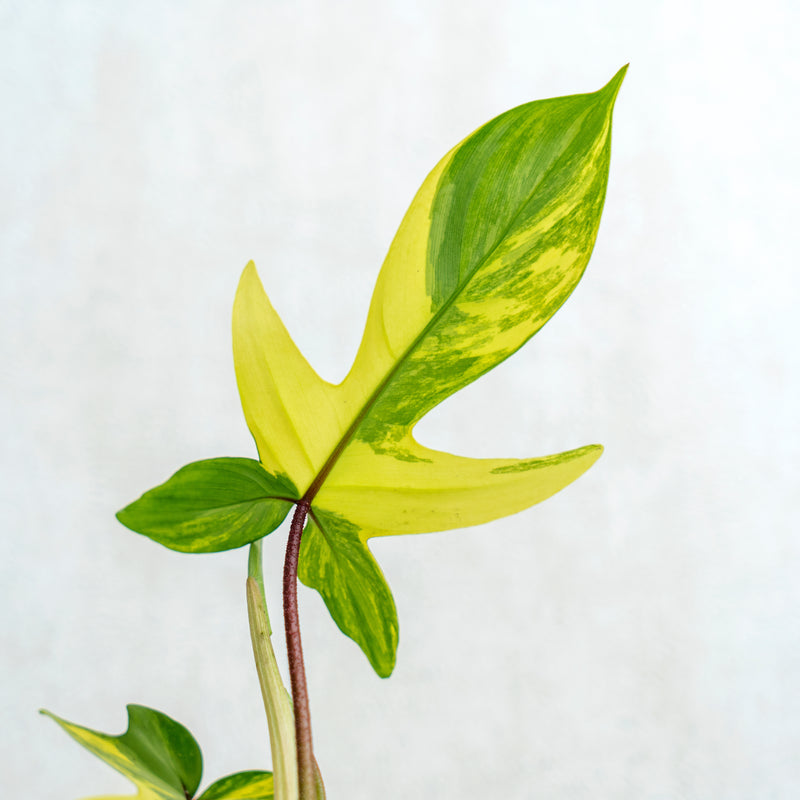 Philodendron Florida Beauty