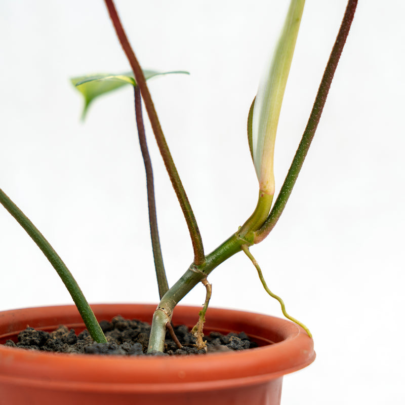 Philodendron Florida Beauty