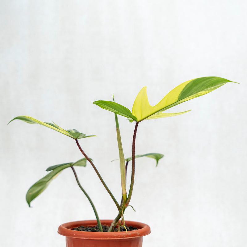 Philodendron Florida Beauty