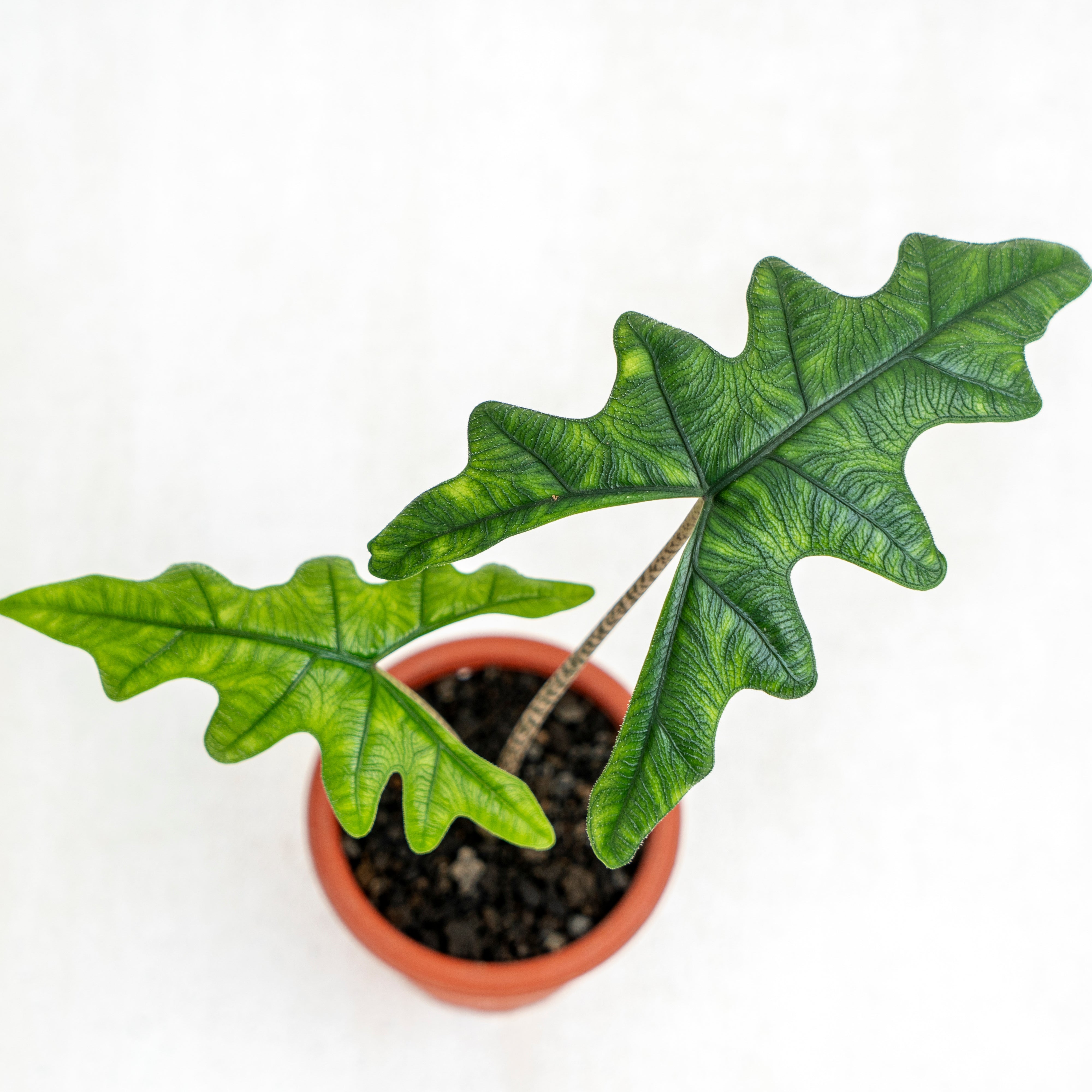 Alocasia Jacklyn (Tandurusa) — Aroidasia