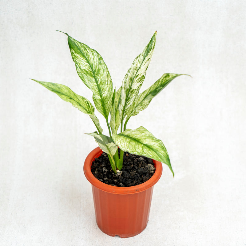 Spathiphyllum Variegated
