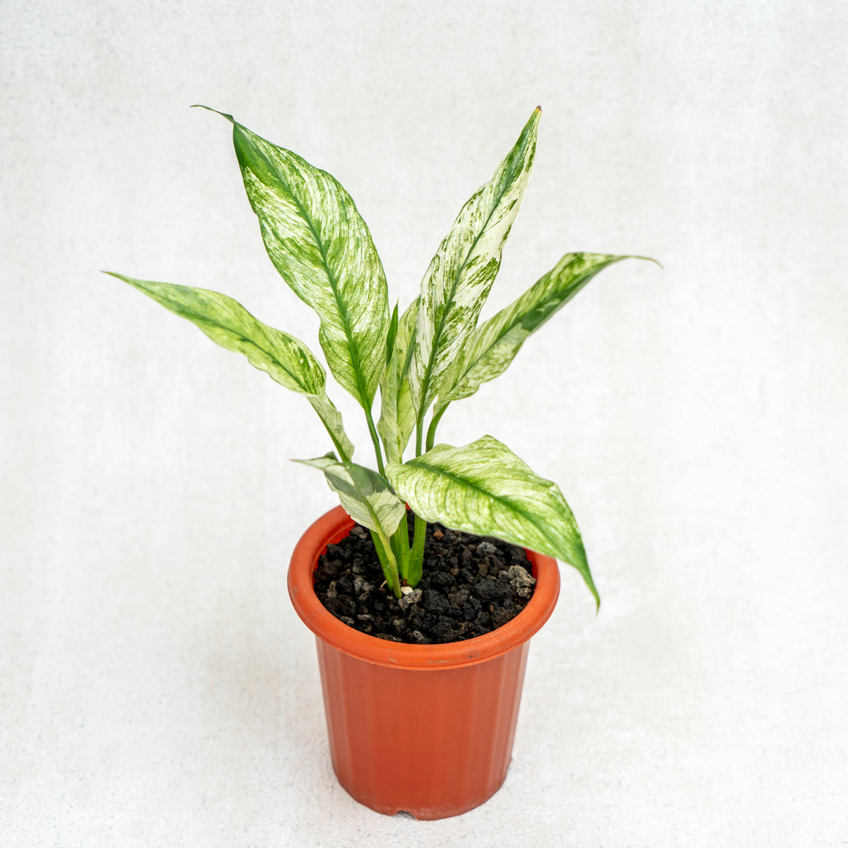 Spathiphyllum Variegated — Aroidasia