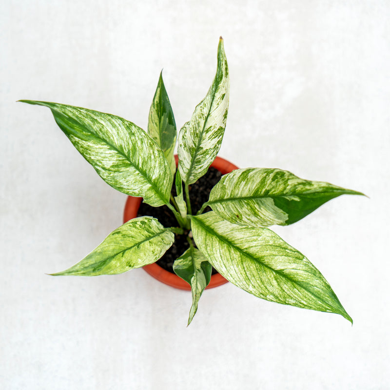 Spathiphyllum Variegated