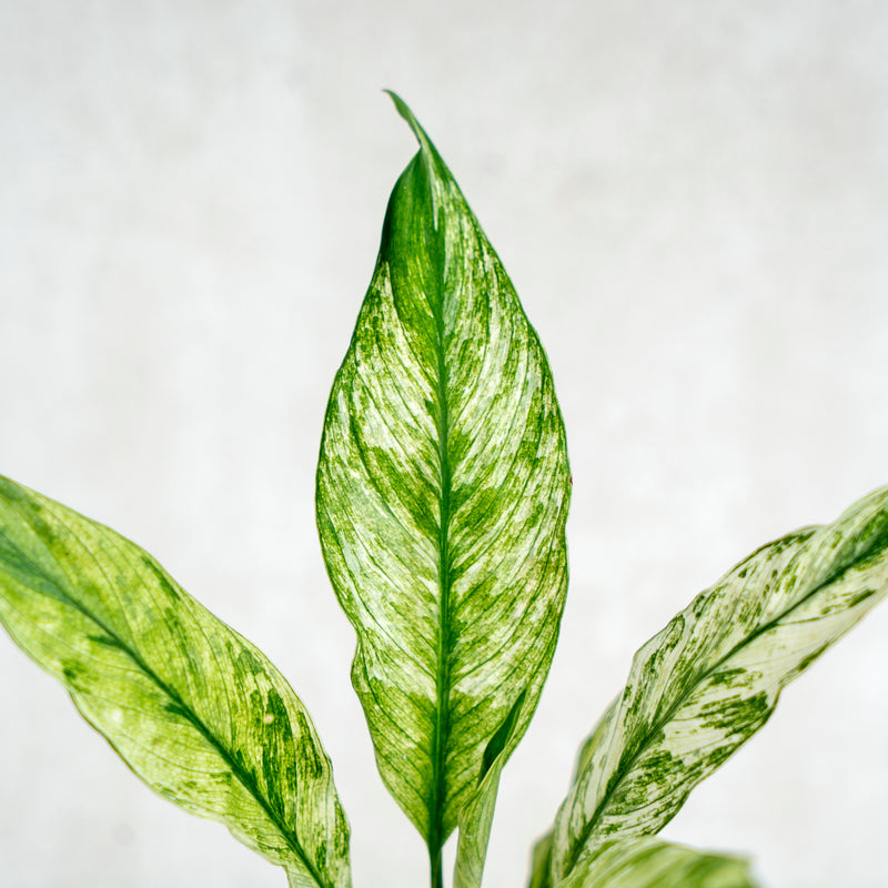 Spathiphyllum Variegated