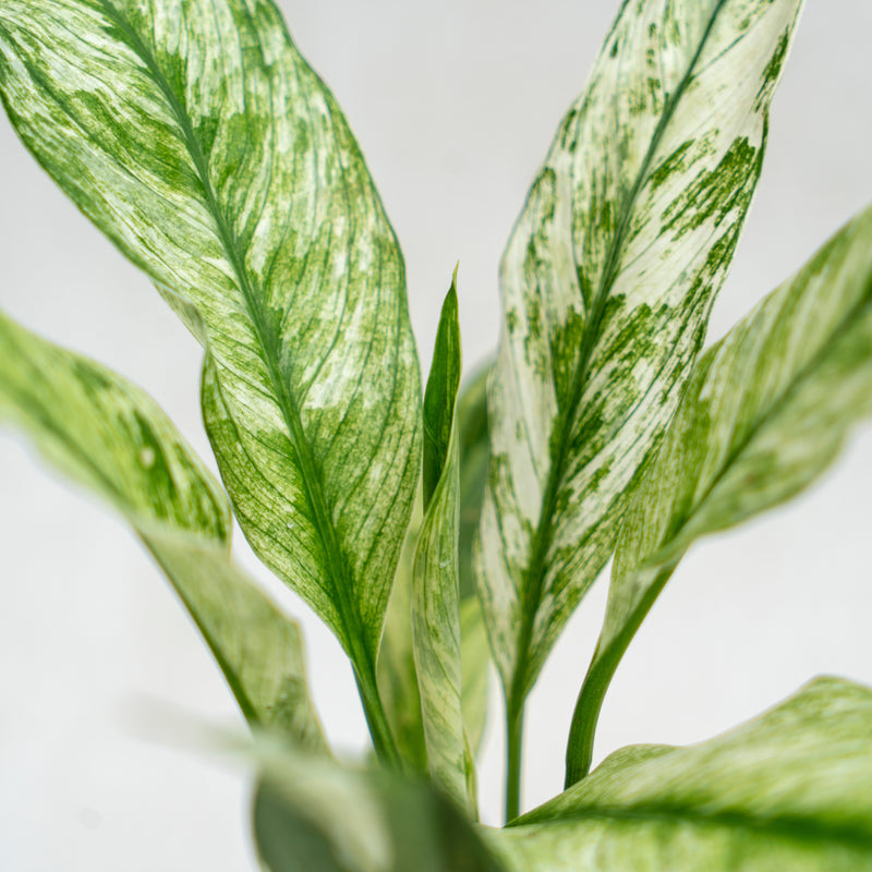 Spathiphyllum Variegated