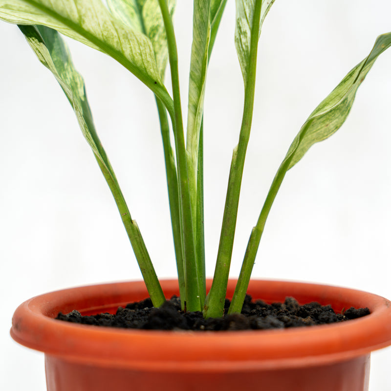 Spathiphyllum Variegated