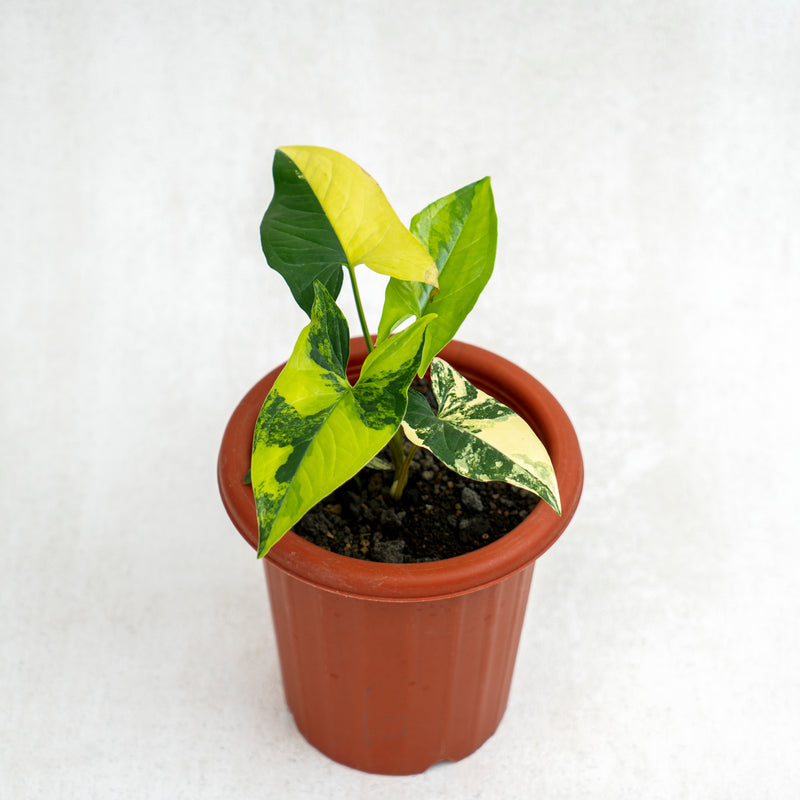 Syngonium Yellow Variegated