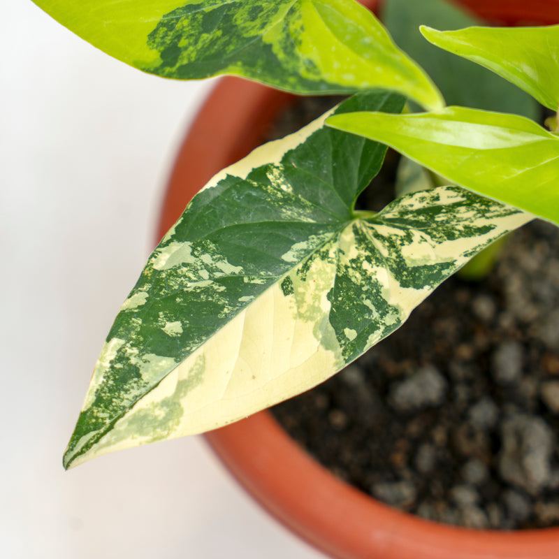 Syngonium Yellow Variegated