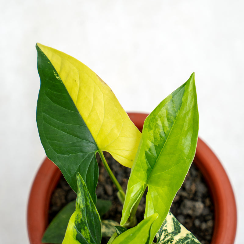 Syngonium Yellow Variegated