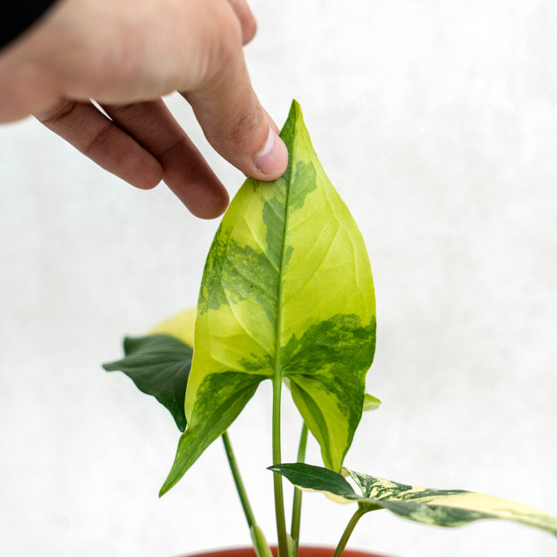 Syngonium Yellow Variegated