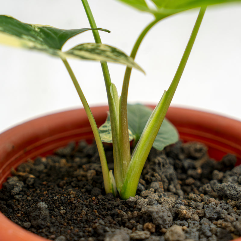 Syngonium Yellow Variegated