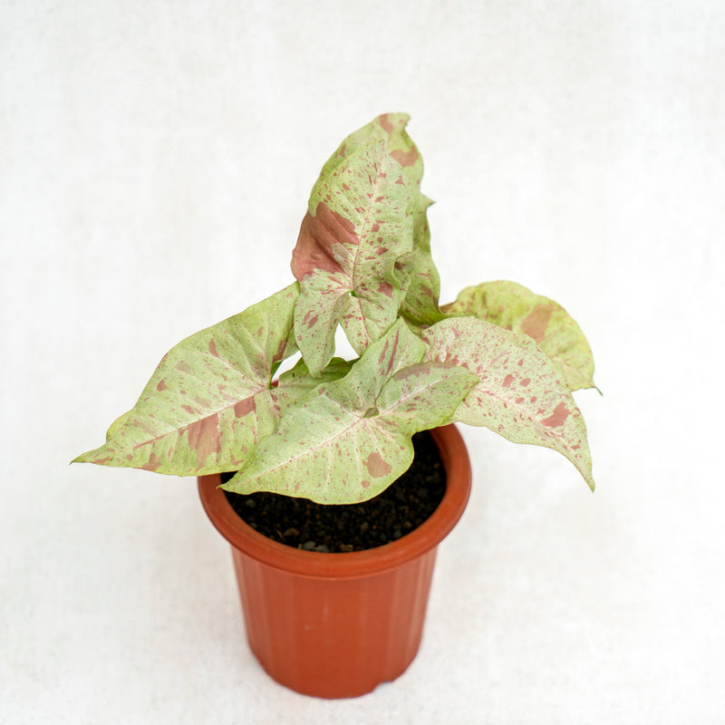 Syngonium Milk Confetti