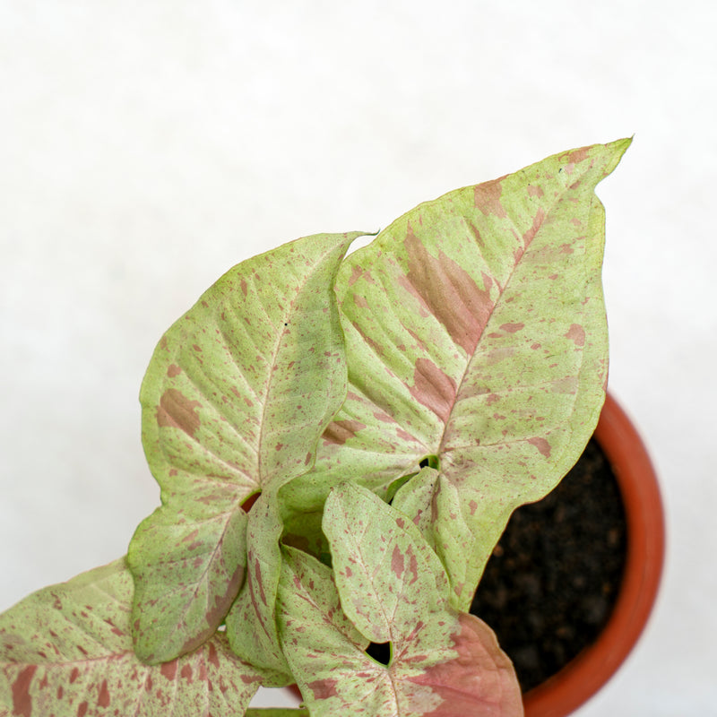 Syngonium Milk Confetti