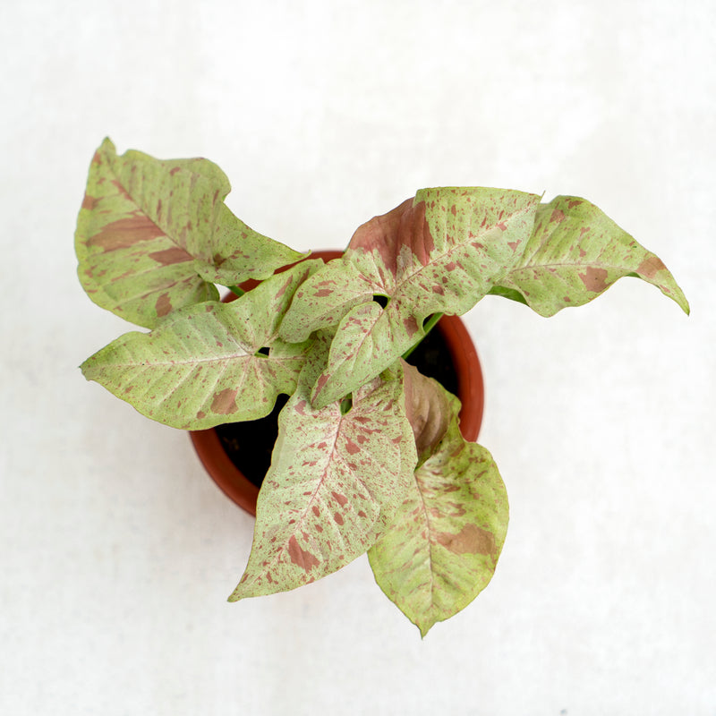 Syngonium Milk Confetti
