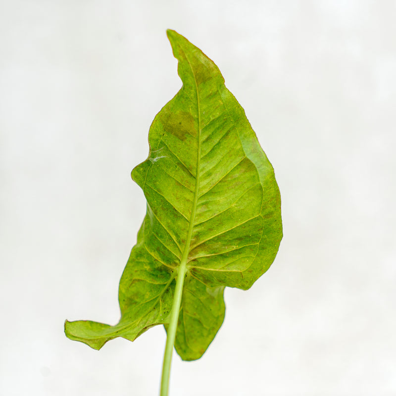 Syngonium Milk Confetti