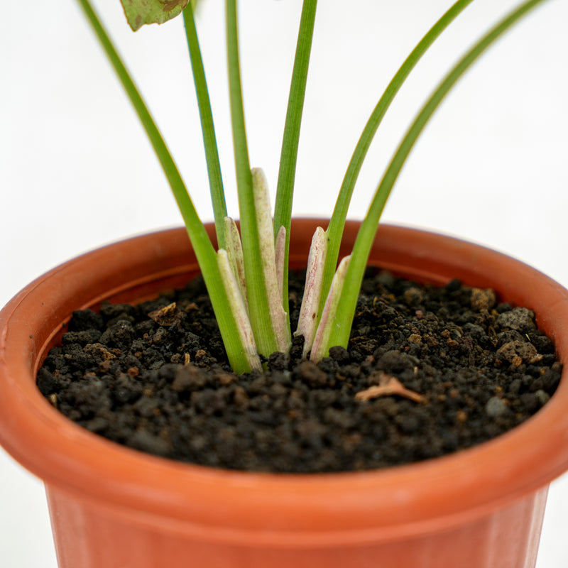 Syngonium Milk Confetti