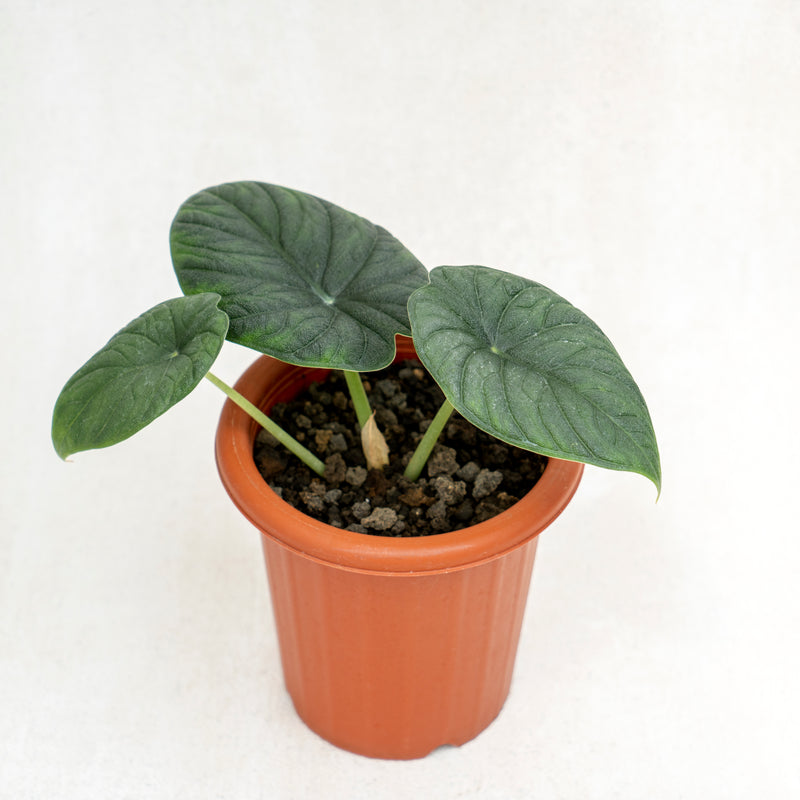 Alocasia Rhino Skin