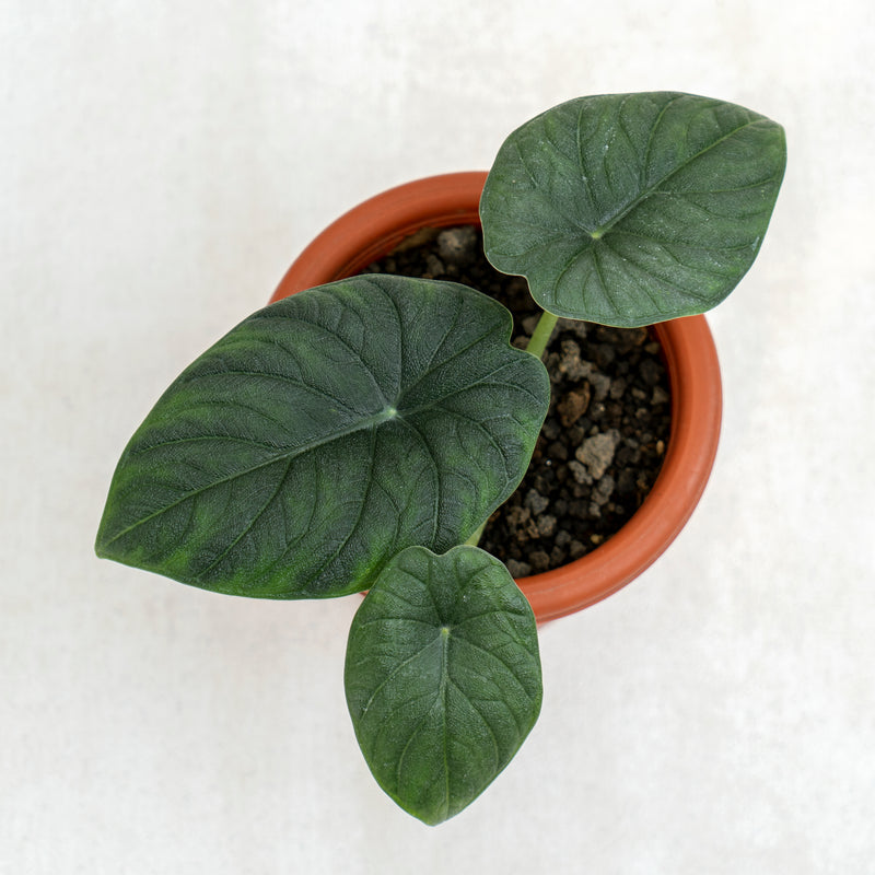 Alocasia Rhino Skin