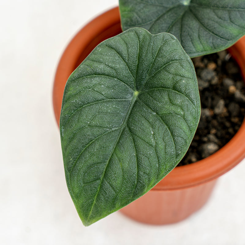 Alocasia Rhino Skin