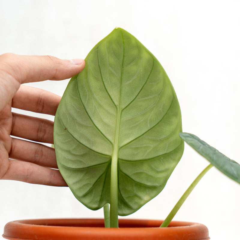 Alocasia Rhino Skin