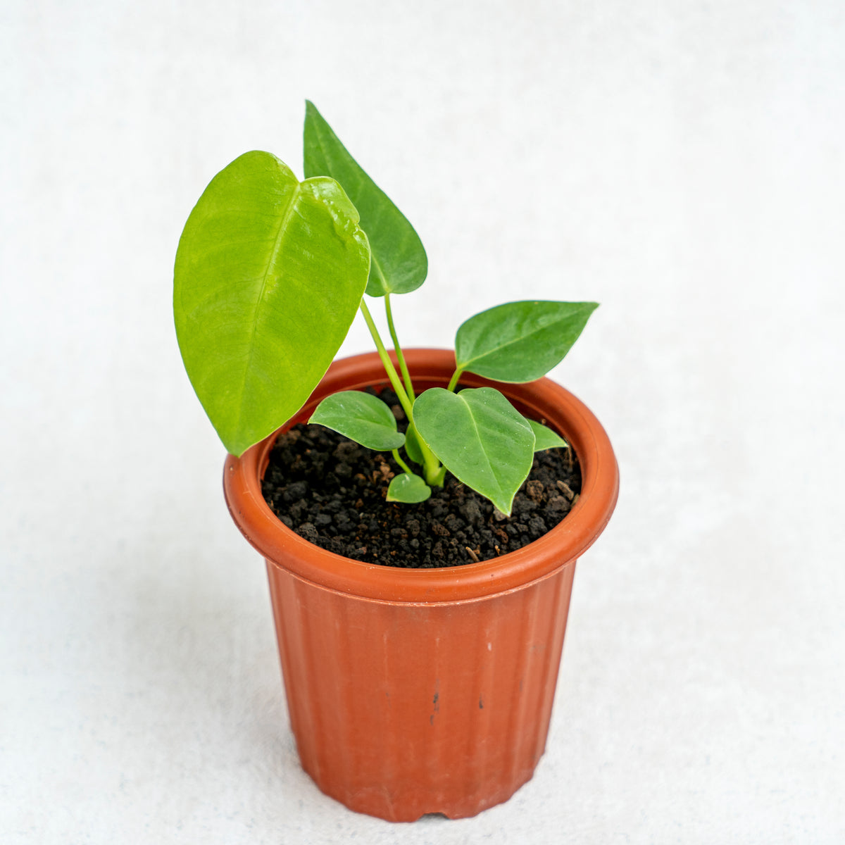 anthurium veitchii small Anthurium Veitchii Little Size — Aroidasia