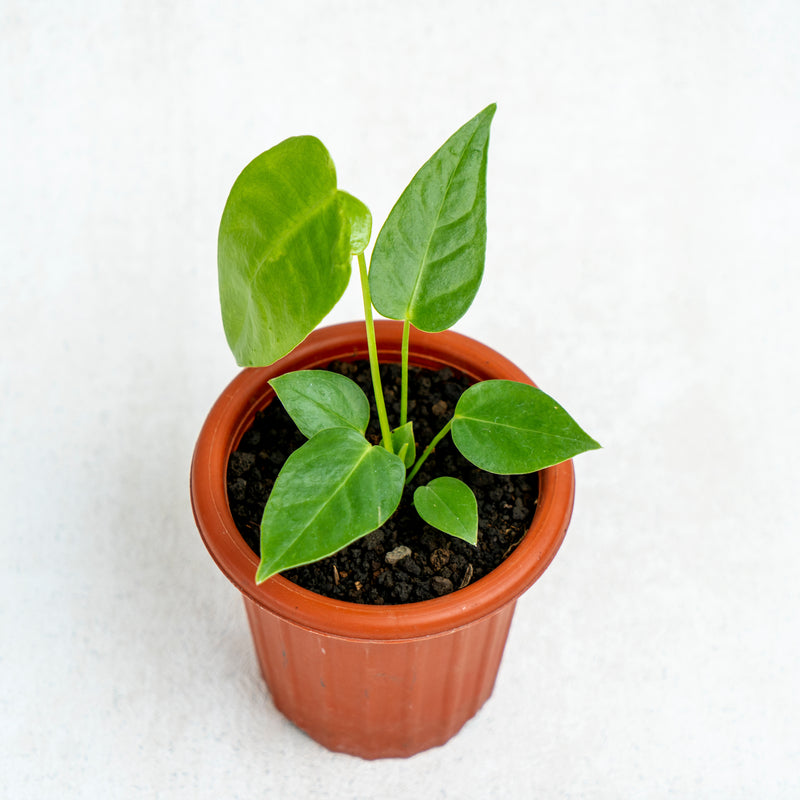 Anthurium Veitchii Little Size