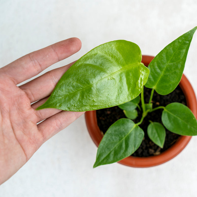 Anthurium Veitchii Little Size