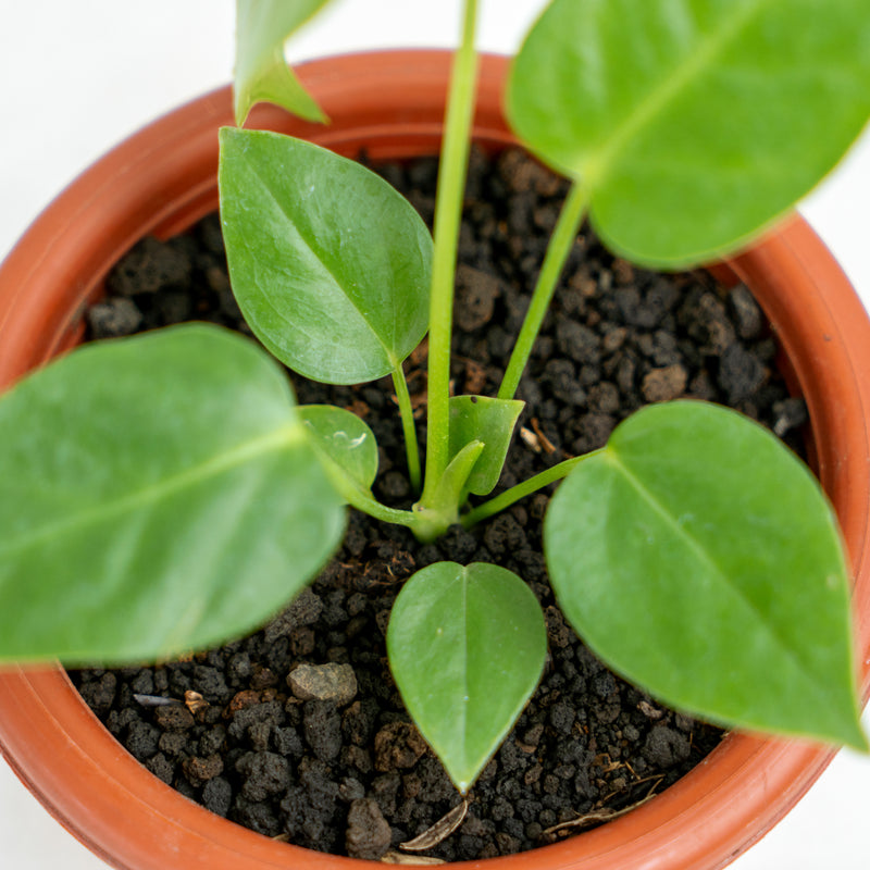 Anthurium Veitchii Little Size