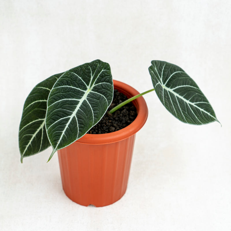 Alocasia Black Velvet