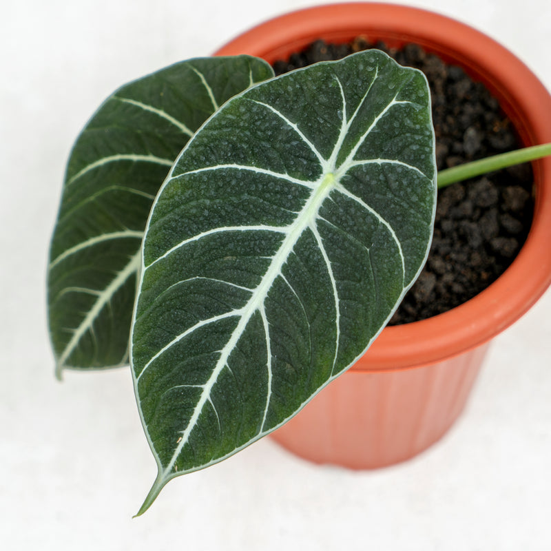 Alocasia Black Velvet