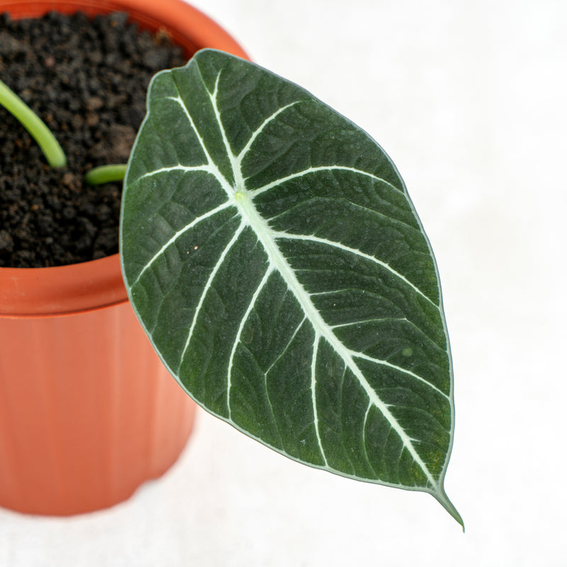 Alocasia Black Velvet