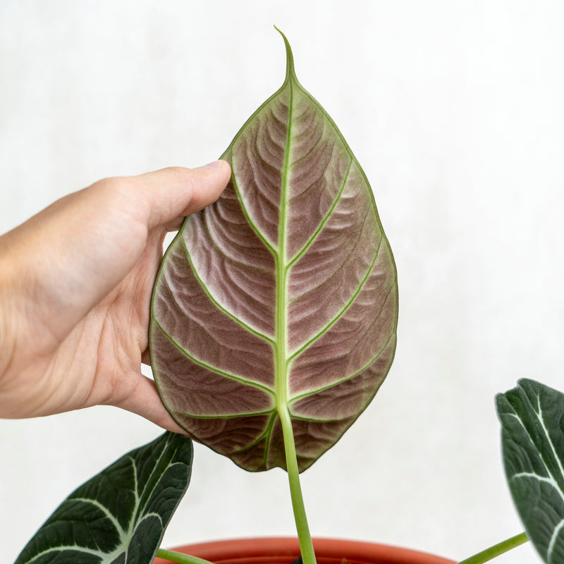 Alocasia Black Velvet