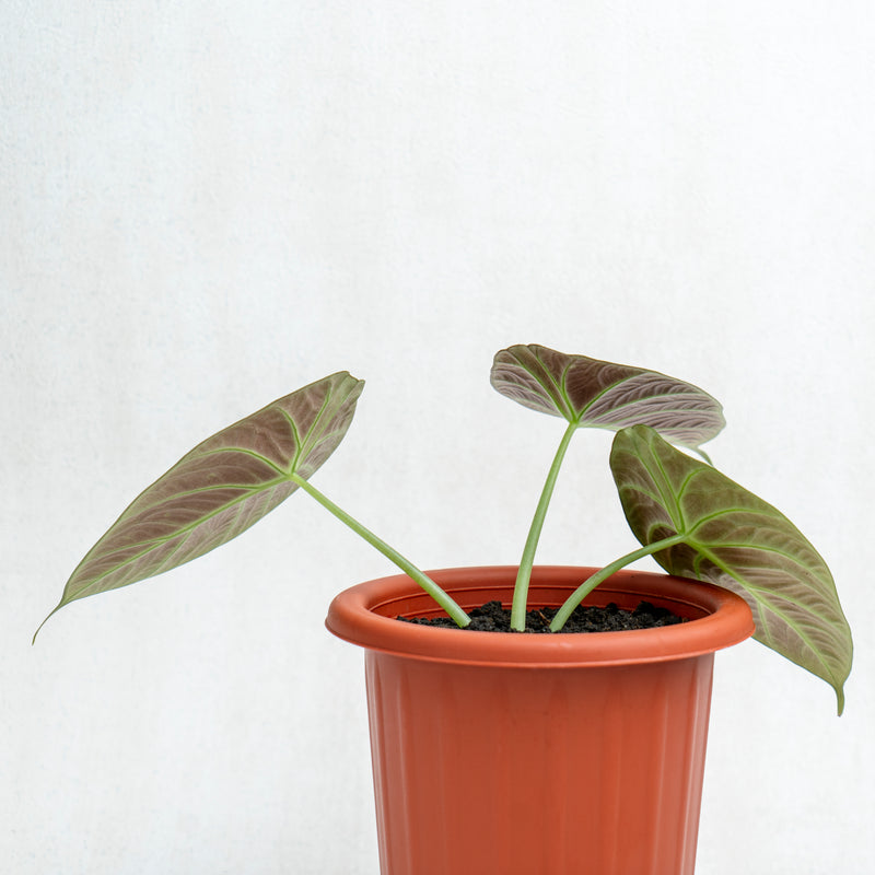 Alocasia Black Velvet