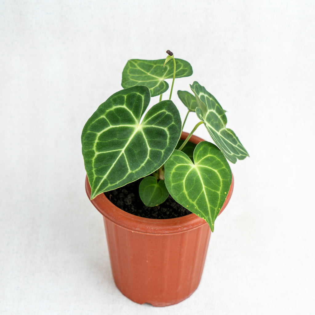 Anthurium Clarinervium  Aroidasia