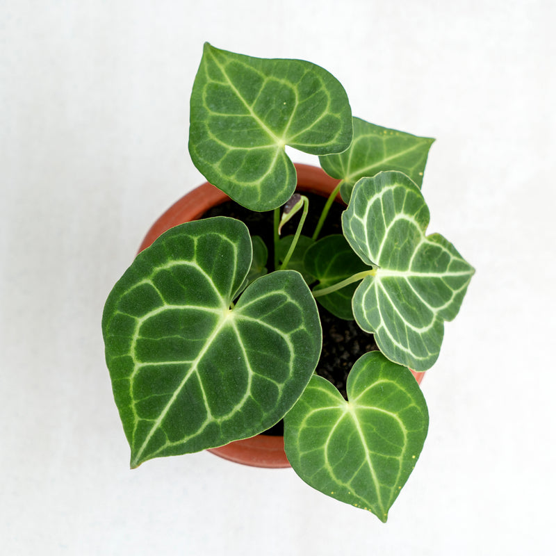 Anthurium Clarinervium