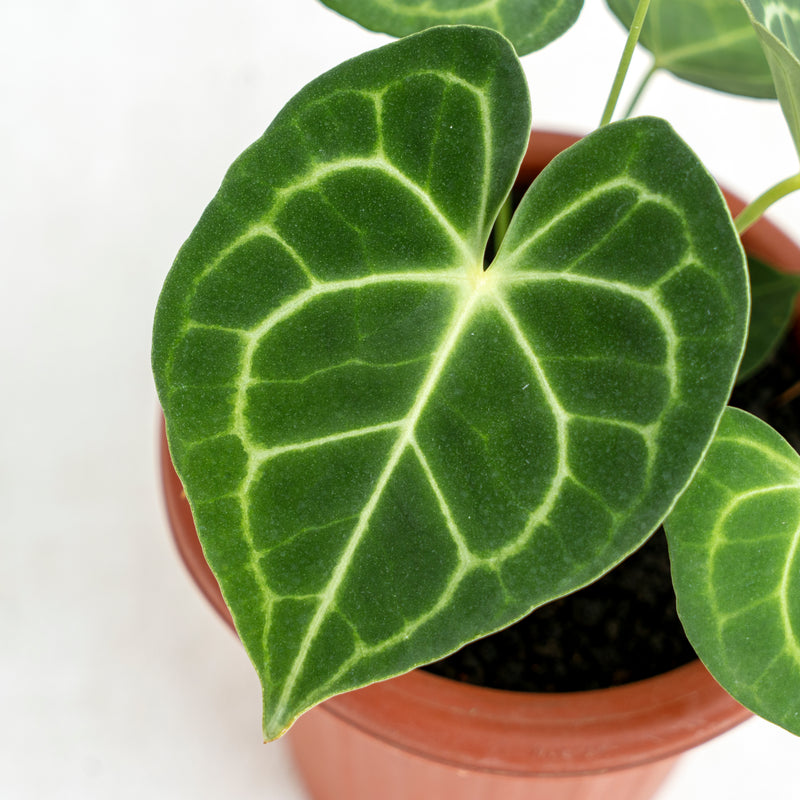 Anthurium Clarinervium