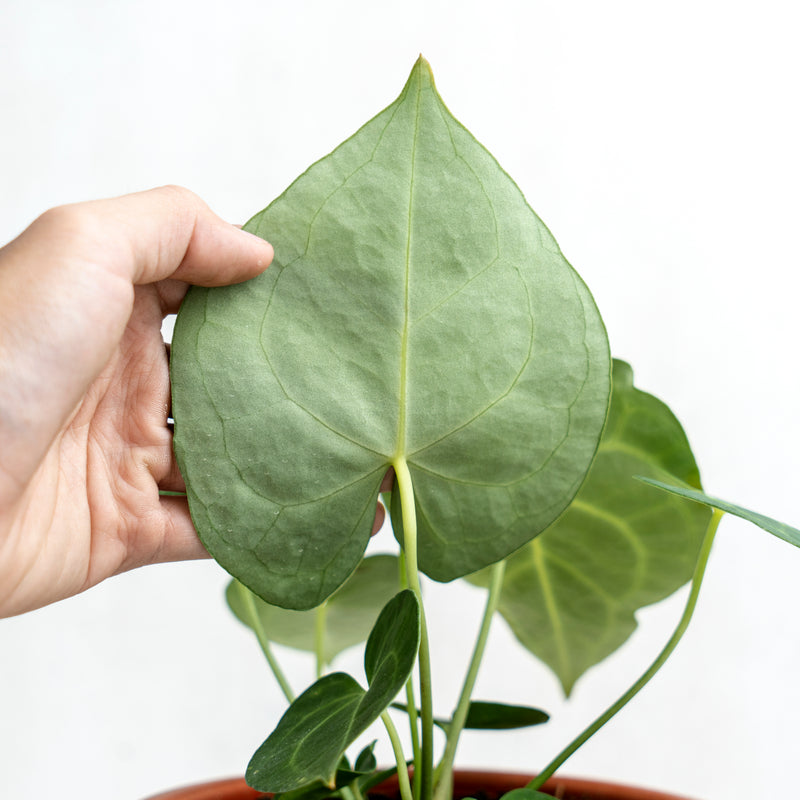 Anthurium Clarinervium