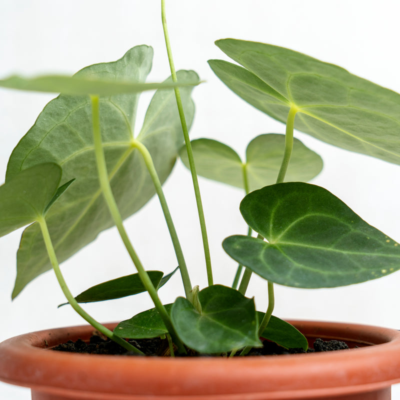 Anthurium Clarinervium