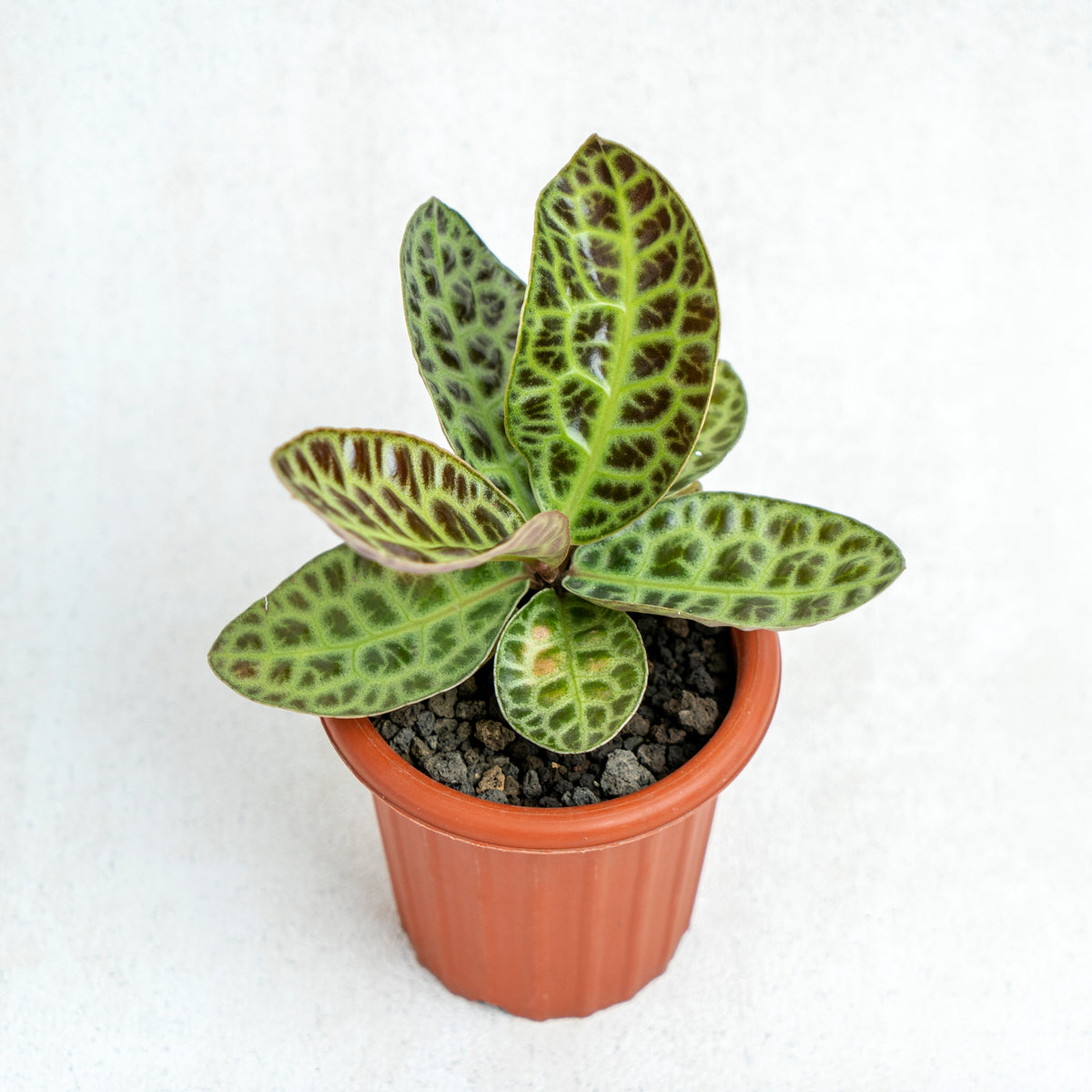 turtle back succulent Labisia Turtle Back SP Borneo — Aroidasia