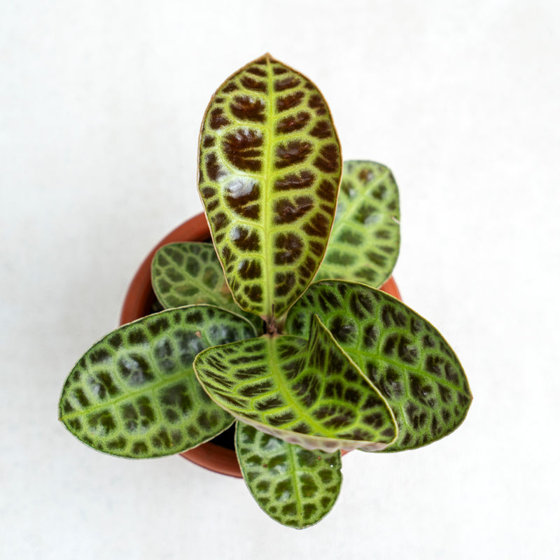 Labisia Turtle Back SP Borneo