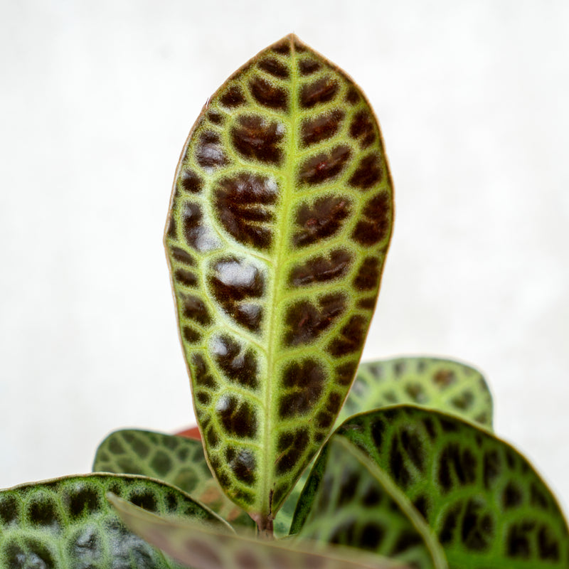 Labisia Turtle Back SP Borneo