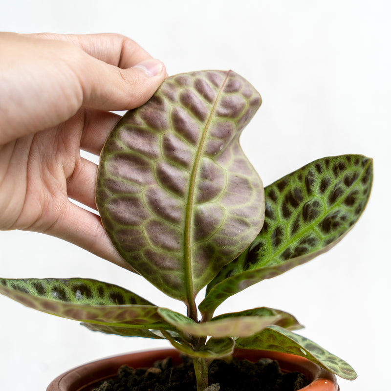 Labisia Turtle Back SP Borneo