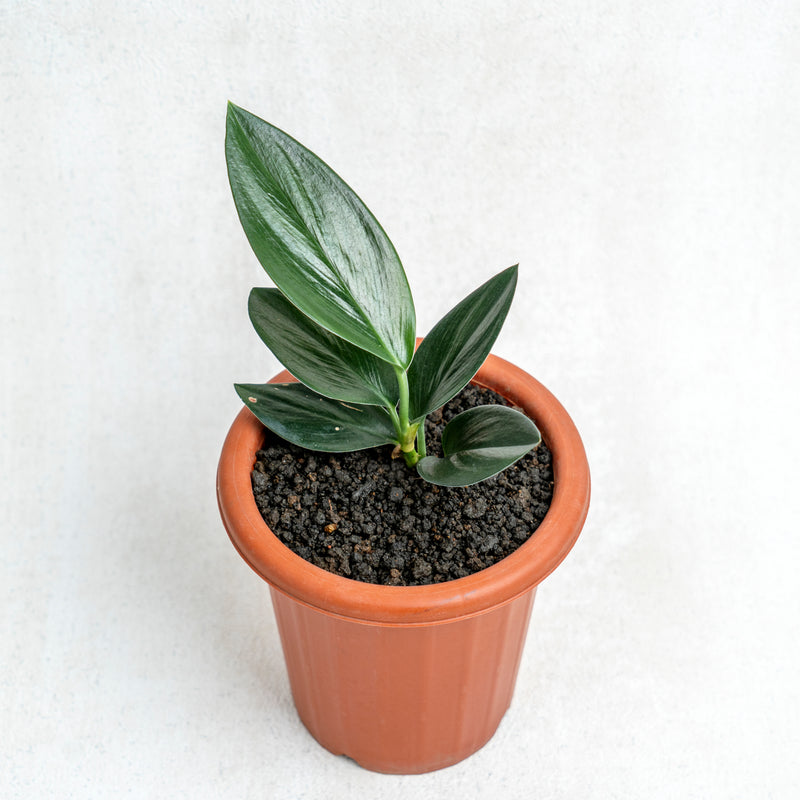 Scindapsus Treubii Black