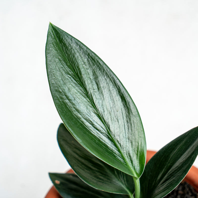 Scindapsus Treubii Black