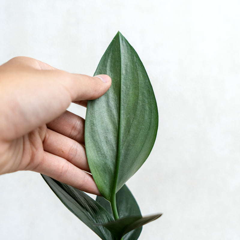 Scindapsus Treubii Black