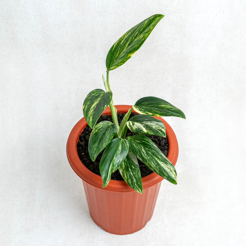 Monstera Standleyana Yellow Variegated